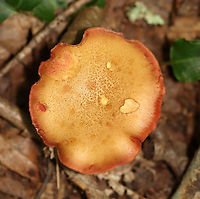 Peppery Bolete - Chalciporus piperatus Habitat: Mixed forest<br />
https://www.jungledragon.com/image/113040/peppery_bolete_-_chalciporus_piperatus.html<br />
https://www.jungledragon.com/image/113039/peppery_bolete_-_chalciporus_piperatus.html Chalciporus,Chalciporus piperatus,Geotagged,Peppery Bolete,Summer,United States,bolete,fungus,mushroom