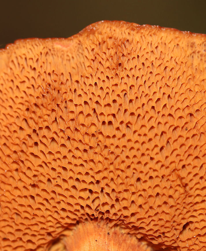 Peppery Bolete - Chalciporus piperatus Habitat: Mixed forest<br />
<figure class="photo"><a href="https://www.jungledragon.com/image/113038/peppery_bolete_-_chalciporus_piperatus.html" title="Peppery Bolete - Chalciporus piperatus"><img src="https://s3.amazonaws.com/media.jungledragon.com/images/3232/113038_thumb.jpg?AWSAccessKeyId=05GMT0V3GWVNE7GGM1R2&Expires=1759968010&Signature=AC8AVE4yiJVoNAlPJ4BTP2vUyfw%3D" width="200" height="200" alt="Peppery Bolete - Chalciporus piperatus Habitat: Mixed forest<br />
https://www.jungledragon.com/image/113040/peppery_bolete_-_chalciporus_piperatus.html<br />
https://www.jungledragon.com/image/113039/peppery_bolete_-_chalciporus_piperatus.html Chalciporus,Chalciporus piperatus,Geotagged,Peppery Bolete,Summer,United States,bolete,fungus,mushroom" /></a></figure><br />
<figure class="photo"><a href="https://www.jungledragon.com/image/113040/peppery_bolete_-_chalciporus_piperatus.html" title="Peppery Bolete - Chalciporus piperatus"><img src="https://s3.amazonaws.com/media.jungledragon.com/images/3232/113040_thumb.jpg?AWSAccessKeyId=05GMT0V3GWVNE7GGM1R2&Expires=1759968010&Signature=EOTkU%2BIjK4I0E6nRG6%2BbQtWRgs8%3D" width="200" height="136" alt="Peppery Bolete - Chalciporus piperatus Habitat: Mixed forest<br />
https://www.jungledragon.com/image/113038/peppery_bolete_-_chalciporus_piperatus.html<br />
https://www.jungledragon.com/image/113039/peppery_bolete_-_chalciporus_piperatus.html Chalciporus piperatus,Geotagged,Peppery Bolete,Summer,United States" /></a></figure> Chalciporus piperatus,Geotagged,Peppery Bolete,Summer,United States