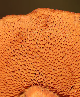 Peppery Bolete - Chalciporus piperatus Habitat: Mixed forest
https://www.jungledragon.com/image/113038/peppery_bolete_-_chalciporus_piperatus.html
https://www.jungledragon.com/image/113040/peppery_bolete_-_chalciporus_piperatus.html Chalciporus piperatus,Geotagged,Peppery Bolete,Summer,United States