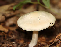 Entoloma albidum This species is poisonous.<br />
<br />
Habitat: Mixed forest<br />
https://www.jungledragon.com/image/113042/entoloma_albidum.html Entoloma,Entoloma albidum,Geotagged,Summer,United States,fungus,mushroom,poisonous mushroom