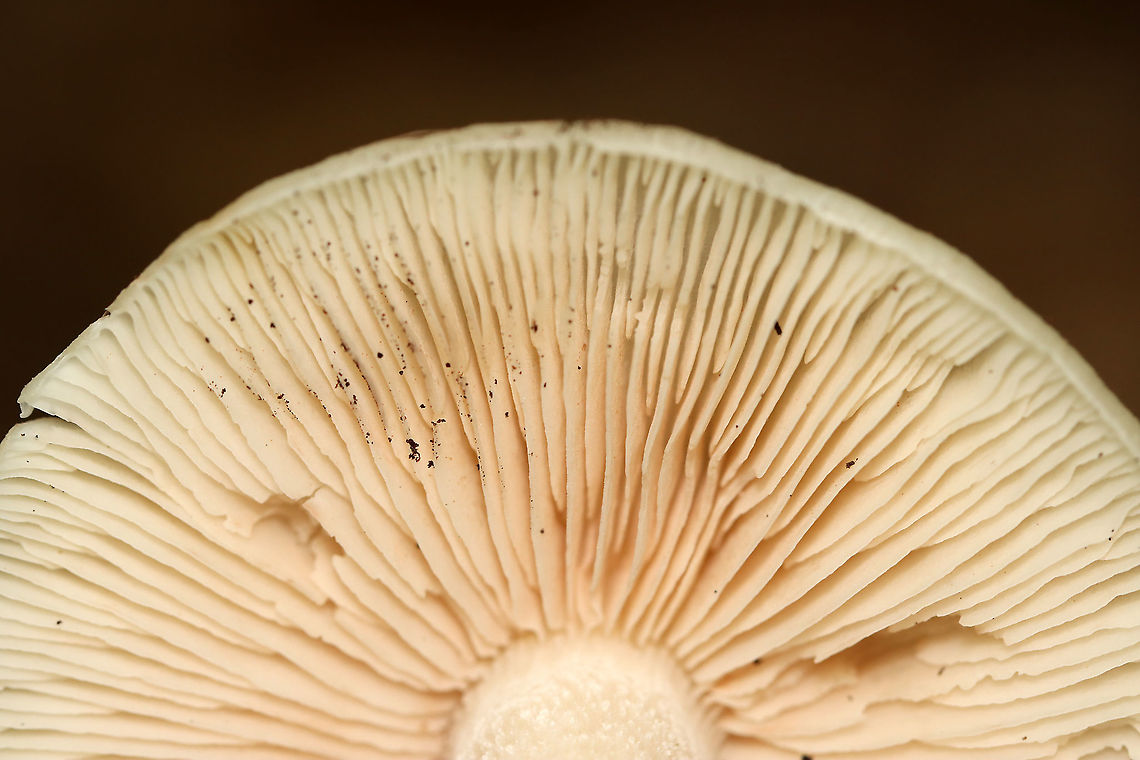 Entoloma albidum This species is poisonous.<br />
<br />
Habitat: Mixed forest<br />
<figure class="photo"><a href="https://www.jungledragon.com/image/113041/entoloma_albidum.html" title="Entoloma albidum"><img src="https://s3.amazonaws.com/media.jungledragon.com/images/3232/113041_thumb.jpg?AWSAccessKeyId=05GMT0V3GWVNE7GGM1R2&Expires=1763596810&Signature=%2Fw1sSVEsxVUfhf69svlDzefx46M%3D" width="200" height="156" alt="Entoloma albidum This species is poisonous.<br />
<br />
Habitat: Mixed forest<br />
https://www.jungledragon.com/image/113042/entoloma_albidum.html Entoloma,Entoloma albidum,Geotagged,Summer,United States,fungus,mushroom,poisonous mushroom" /></a></figure> Entoloma albidum,Geotagged,Summer,United States