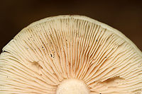 Entoloma albidum This species is poisonous.<br />
<br />
Habitat: Mixed forest<br />
https://www.jungledragon.com/image/113041/entoloma_albidum.html Entoloma albidum,Geotagged,Summer,United States