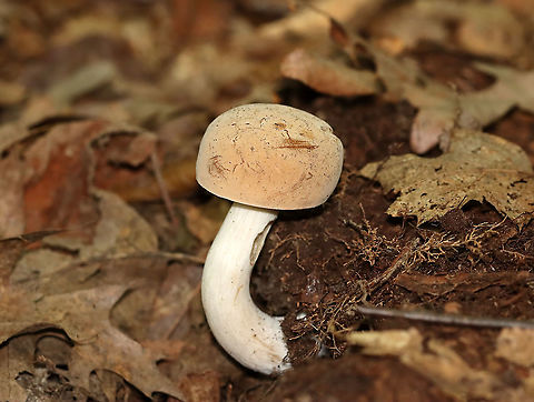 Imleria pallida Habitat: Buried, rotting wood; mixed forest Geotagged,Imleria,Imleria pallida,Imleria pallidus,Summer,United States,bolete,fungus,mushroom,pale bolete