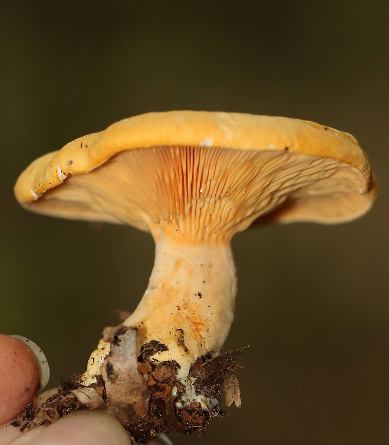 False Chanterelle - Hygrophoropsis aurantiaca Habitat: Mixed forest<br />
<figure class="photo"><a href="https://www.jungledragon.com/image/113050/false_chanterelle_-_hygrophoropsis_aurantiaca.html" title="False Chanterelle - Hygrophoropsis aurantiaca"><img src="https://s3.amazonaws.com/media.jungledragon.com/images/3232/113050_thumb.jpg?AWSAccessKeyId=05GMT0V3GWVNE7GGM1R2&Expires=1759968010&Signature=C49jQF3yEB4oFoVRsCLFk7vUd3o%3D" width="200" height="156" alt="False Chanterelle - Hygrophoropsis aurantiaca Habitat: Mixed forest<br />
https://www.jungledragon.com/image/113048/false_chanterelle_-_hygrophoropsis_aurantiaca.html<br />
https://www.jungledragon.com/image/113049/false_chanterelle_-_hygrophoropsis_aurantiaca.html False chanterelle,Geotagged,Hygrophoropsis aurantiaca,Summer,United States" /></a></figure><br />
<figure class="photo"><a href="https://www.jungledragon.com/image/113049/false_chanterelle_-_hygrophoropsis_aurantiaca.html" title="False Chanterelle - Hygrophoropsis aurantiaca"><img src="https://s3.amazonaws.com/media.jungledragon.com/images/3232/113049_thumb.jpg?AWSAccessKeyId=05GMT0V3GWVNE7GGM1R2&Expires=1759968010&Signature=P%2BFVm%2BdnJlK%2FQyauKLtL9%2BPAeeE%3D" width="200" height="134" alt="False Chanterelle - Hygrophoropsis aurantiaca Habitat: Mixed forest<br />
https://www.jungledragon.com/image/113048/false_chanterelle_-_hygrophoropsis_aurantiaca.html<br />
https://www.jungledragon.com/image/113050/false_chanterelle_-_hygrophoropsis_aurantiaca.html False chanterelle,Geotagged,Hygrophoropsis aurantiaca,Summer,United States" /></a></figure> False chanterelle,Geotagged,Hygrophoropsis,Hygrophoropsis aurantiaca,Summer,United States,fungus,mushroom