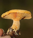 False Chanterelle - Hygrophoropsis aurantiaca Habitat: Mixed forest<br />
https://www.jungledragon.com/image/113050/false_chanterelle_-_hygrophoropsis_aurantiaca.html<br />
https://www.jungledragon.com/image/113049/false_chanterelle_-_hygrophoropsis_aurantiaca.html False chanterelle,Geotagged,Hygrophoropsis,Hygrophoropsis aurantiaca,Summer,United States,fungus,mushroom