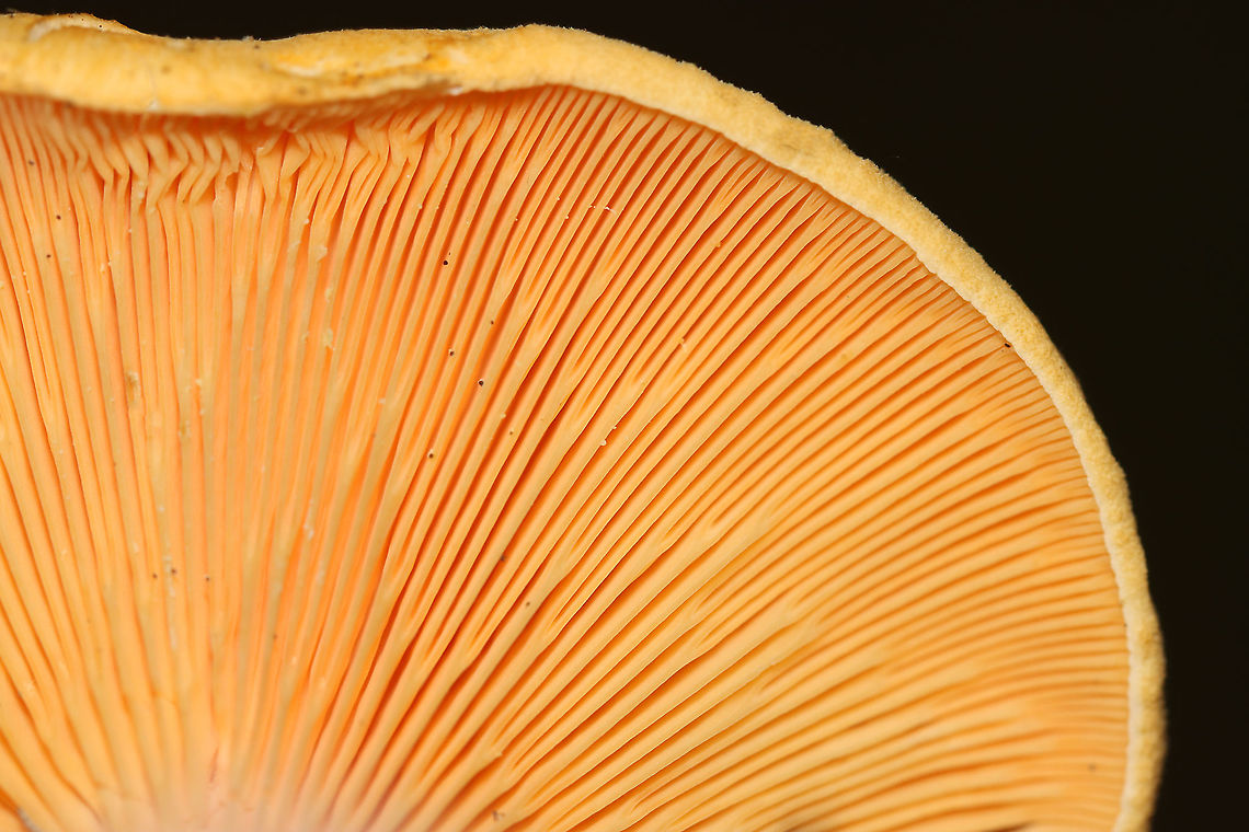 False Chanterelle - Hygrophoropsis aurantiaca Habitat: Mixed forest<br />
<figure class="photo"><a href="https://www.jungledragon.com/image/113048/false_chanterelle_-_hygrophoropsis_aurantiaca.html" title="False Chanterelle - Hygrophoropsis aurantiaca"><img src="https://s3.amazonaws.com/media.jungledragon.com/images/3232/113048_thumb.jpg?AWSAccessKeyId=05GMT0V3GWVNE7GGM1R2&Expires=1759968010&Signature=Lg8l48miG0NZk7n2fszmm6xWvFo%3D" width="134" height="152" alt="False Chanterelle - Hygrophoropsis aurantiaca Habitat: Mixed forest<br />
https://www.jungledragon.com/image/113050/false_chanterelle_-_hygrophoropsis_aurantiaca.html<br />
https://www.jungledragon.com/image/113049/false_chanterelle_-_hygrophoropsis_aurantiaca.html False chanterelle,Geotagged,Hygrophoropsis,Hygrophoropsis aurantiaca,Summer,United States,fungus,mushroom" /></a></figure><br />
<figure class="photo"><a href="https://www.jungledragon.com/image/113050/false_chanterelle_-_hygrophoropsis_aurantiaca.html" title="False Chanterelle - Hygrophoropsis aurantiaca"><img src="https://s3.amazonaws.com/media.jungledragon.com/images/3232/113050_thumb.jpg?AWSAccessKeyId=05GMT0V3GWVNE7GGM1R2&Expires=1759968010&Signature=C49jQF3yEB4oFoVRsCLFk7vUd3o%3D" width="200" height="156" alt="False Chanterelle - Hygrophoropsis aurantiaca Habitat: Mixed forest<br />
https://www.jungledragon.com/image/113048/false_chanterelle_-_hygrophoropsis_aurantiaca.html<br />
https://www.jungledragon.com/image/113049/false_chanterelle_-_hygrophoropsis_aurantiaca.html False chanterelle,Geotagged,Hygrophoropsis aurantiaca,Summer,United States" /></a></figure> False chanterelle,Geotagged,Hygrophoropsis aurantiaca,Summer,United States
