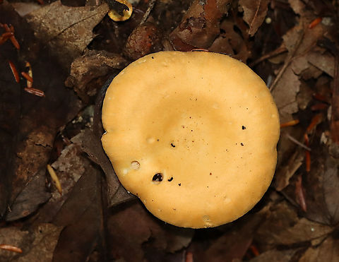 False Chanterelle - Hygrophoropsis aurantiaca Habitat: Mixed forest
https://www.jungledragon.com/image/113048/false_chanterelle_-_hygrophoropsis_aurantiaca.html
https://www.jungledragon.com/image/113049/false_chanterelle_-_hygrophoropsis_aurantiaca.html False chanterelle,Geotagged,Hygrophoropsis aurantiaca,Summer,United States