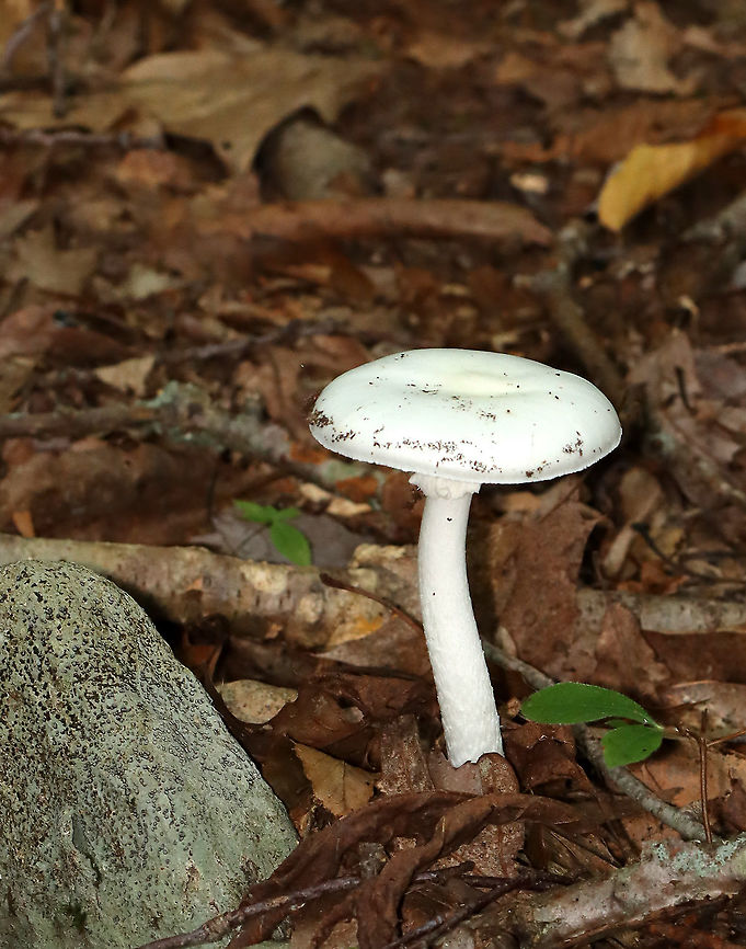 Eastern North American Destroying Angel - Amanita bisporigera Cap: White; smooth, but tacky<br />
Gills; white; crowded; free<br />
Stem: White; bulbous base with a well-developed sac; ring near top of the stem<br />
Habitat: Growing on the ground in a mostly deciduous forest<br />
<br />
**DEADLY poisonous**<br />
<figure class="photo"><a href="https://www.jungledragon.com/image/113052/eastern_north_american_destroying_angel_-_amanita_bisporigera.html" title="Eastern North American Destroying Angel - Amanita bisporigera"><img src="https://s3.amazonaws.com/media.jungledragon.com/images/3232/113052_thumb.jpg?AWSAccessKeyId=05GMT0V3GWVNE7GGM1R2&Expires=1759968010&Signature=DRulroyEWfEJoFjVF2QWxOU1lh4%3D" width="200" height="124" alt="Eastern North American Destroying Angel - Amanita bisporigera Cap: White; smooth, but tacky<br />
Gills; white; crowded; free<br />
Stem: White; bulbous base with a well-developed sac; ring near top of the stem<br />
Habitat: Growing on the ground in a mostly deciduous forest<br />
<br />
**DEADLY poisonous**<br />
https://www.jungledragon.com/image/113051/eastern_north_american_destroying_angel_-_amanita_bisporigera.html<br />
 Amanita bisporigera,Eastern North American destroying angel,Geotagged,Summer,United States" /></a></figure> Amanita,Amanita bisporigera,Amanita sect. Phalloideae,Eastern North American destroying angel,Geotagged,Summer,United States,death cap,destroying angel,fungus,mushroom
