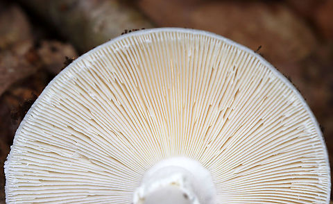 Eastern North American Destroying Angel - Amanita bisporigera Cap: White; smooth, but tacky
Gills; white; crowded; free
Stem: White; bulbous base with a well-developed sac; ring near top of the stem
Habitat: Growing on the ground in a mostly deciduous forest

**DEADLY poisonous**
https://www.jungledragon.com/image/113051/eastern_north_american_destroying_angel_-_amanita_bisporigera.html
 Amanita bisporigera,Eastern North American destroying angel,Geotagged,Summer,United States