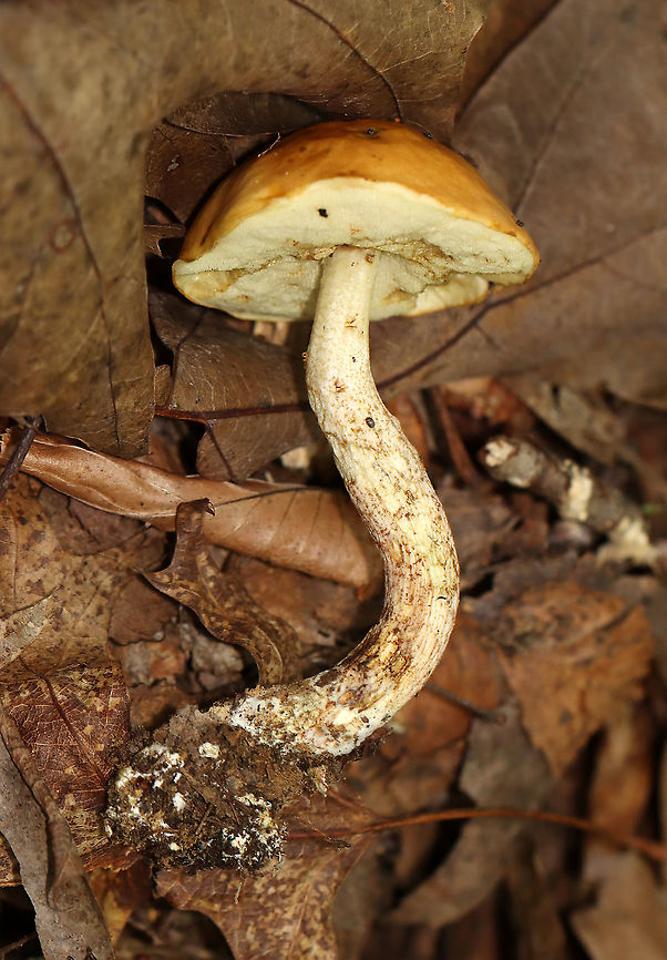 Leccinum longicurvipes Living up to its name with a very curvy stem.<br />
<br />
Habitat: Mixed forest Geotagged,Leccinum,Leccinum Longicurvipes,Leccinum longicurvipes,Summer,United States,fungus,mushroom