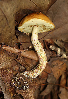 Leccinum longicurvipes Living up to its name with a very curvy stem.

Habitat: Mixed forest Geotagged,Leccinum,Leccinum Longicurvipes,Leccinum longicurvipes,Summer,United States,fungus,mushroom