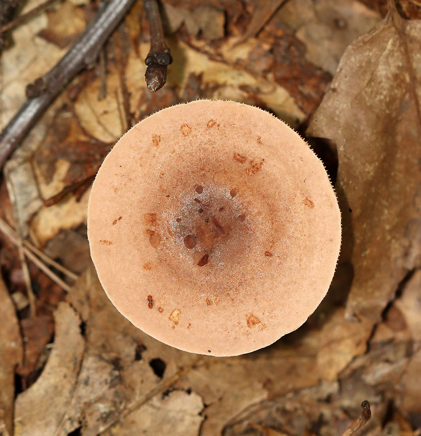 Fenugreek Milkcap - Lactarius helvus Habitat: Mostly deciduous forest<br />
<figure class="photo"><a href="https://www.jungledragon.com/image/113056/fenugreek_milkcap_-_lactarius_helvus.html" title="Fenugreek Milkcap - Lactarius helvus"><img src="https://s3.amazonaws.com/media.jungledragon.com/images/3232/113056_thumb.jpg?AWSAccessKeyId=05GMT0V3GWVNE7GGM1R2&Expires=1769040010&Signature=N0rDNmMtcpF0ef64BQsofGX%2FRDk%3D" width="200" height="164" alt="Fenugreek Milkcap - Lactarius helvus Habitat: Mostly deciduous forest<br />
https://www.jungledragon.com/image/113054/fenugreek_milkcap_-_lactarius_helvus.html<br />
https://www.jungledragon.com/image/113055/fenugreek_milkcap_-_lactarius_helvus.html Fenugreek milkcap,Geotagged,Lactarius helvus,Summer,United States" /></a></figure><br />
<figure class="photo"><a href="https://www.jungledragon.com/image/113055/fenugreek_milkcap_-_lactarius_helvus.html" title="Fenugreek Milkcap - Lactarius helvus"><img src="https://s3.amazonaws.com/media.jungledragon.com/images/3232/113055_thumb.jpg?AWSAccessKeyId=05GMT0V3GWVNE7GGM1R2&Expires=1769040010&Signature=uvpcrR8BUcjktYDph4QKb0BBk9o%3D" width="134" height="152" alt="Fenugreek Milkcap - Lactarius helvus Habitat: Mostly deciduous forest<br />
https://www.jungledragon.com/image/113054/fenugreek_milkcap_-_lactarius_helvus.html<br />
https://www.jungledragon.com/image/113056/fenugreek_milkcap_-_lactarius_helvus.html<br />
<br />
 Fenugreek milkcap,Geotagged,Lactarius helvus,Summer,United States" /></a></figure> Fenugreek milkcap,Geotagged,Lactarius,Lactarius helvus,Summer,United States,fungus,milkcap,mushroom