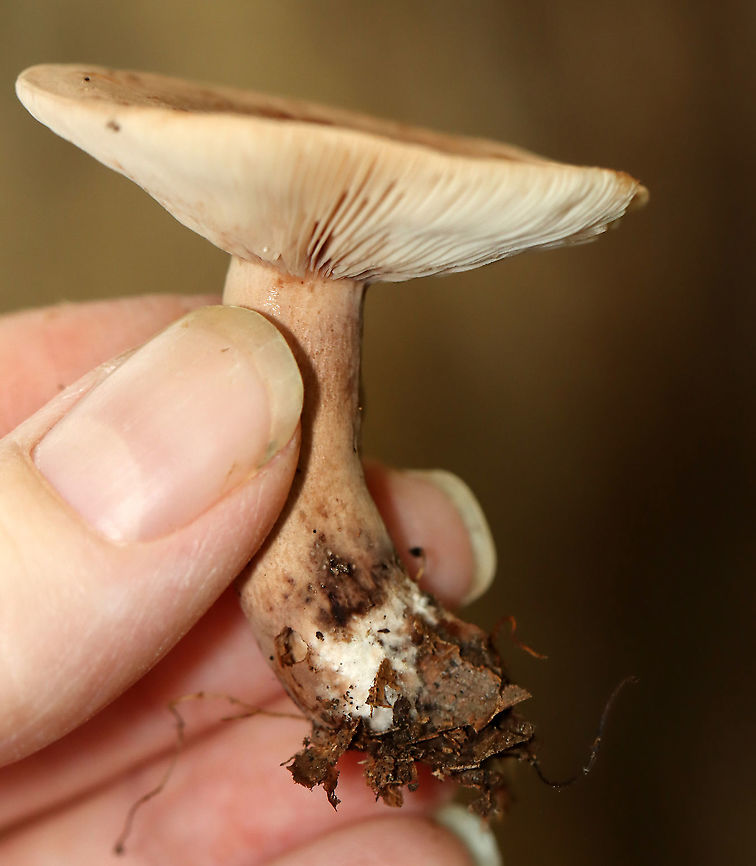 Fenugreek Milkcap - Lactarius helvus Habitat: Mostly deciduous forest<br />
<figure class="photo"><a href="https://www.jungledragon.com/image/113054/fenugreek_milkcap_-_lactarius_helvus.html" title="Fenugreek Milkcap - Lactarius helvus"><img src="https://s3.amazonaws.com/media.jungledragon.com/images/3232/113054_thumb.jpg?AWSAccessKeyId=05GMT0V3GWVNE7GGM1R2&Expires=1763596810&Signature=XqA7zTtCclD9U0A%2BJ2Brsv7l%2BSU%3D" width="148" height="152" alt="Fenugreek Milkcap - Lactarius helvus Habitat: Mostly deciduous forest<br />
https://www.jungledragon.com/image/113056/fenugreek_milkcap_-_lactarius_helvus.html<br />
https://www.jungledragon.com/image/113055/fenugreek_milkcap_-_lactarius_helvus.html Fenugreek milkcap,Geotagged,Lactarius,Lactarius helvus,Summer,United States,fungus,milkcap,mushroom" /></a></figure><br />
<figure class="photo"><a href="https://www.jungledragon.com/image/113056/fenugreek_milkcap_-_lactarius_helvus.html" title="Fenugreek Milkcap - Lactarius helvus"><img src="https://s3.amazonaws.com/media.jungledragon.com/images/3232/113056_thumb.jpg?AWSAccessKeyId=05GMT0V3GWVNE7GGM1R2&Expires=1763596810&Signature=xsLEU2NFijr%2Bxie551LeDSx72WQ%3D" width="200" height="164" alt="Fenugreek Milkcap - Lactarius helvus Habitat: Mostly deciduous forest<br />
https://www.jungledragon.com/image/113054/fenugreek_milkcap_-_lactarius_helvus.html<br />
https://www.jungledragon.com/image/113055/fenugreek_milkcap_-_lactarius_helvus.html Fenugreek milkcap,Geotagged,Lactarius helvus,Summer,United States" /></a></figure><br />
<br />
 Fenugreek milkcap,Geotagged,Lactarius helvus,Summer,United States