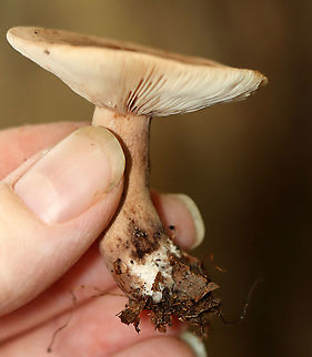Fenugreek Milkcap - Lactarius helvus Habitat: Mostly deciduous forest
https://www.jungledragon.com/image/113054/fenugreek_milkcap_-_lactarius_helvus.html
https://www.jungledragon.com/image/113056/fenugreek_milkcap_-_lactarius_helvus.html

 Fenugreek milkcap,Geotagged,Lactarius helvus,Summer,United States