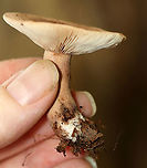 Fenugreek Milkcap - Lactarius helvus Habitat: Mostly deciduous forest<br />
https://www.jungledragon.com/image/113054/fenugreek_milkcap_-_lactarius_helvus.html<br />
https://www.jungledragon.com/image/113056/fenugreek_milkcap_-_lactarius_helvus.html<br />
<br />
 Fenugreek milkcap,Geotagged,Lactarius helvus,Summer,United States