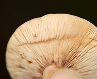 Fenugreek Milkcap - Lactarius helvus Habitat: Mostly deciduous forest<br />
https://www.jungledragon.com/image/113054/fenugreek_milkcap_-_lactarius_helvus.html<br />
https://www.jungledragon.com/image/113055/fenugreek_milkcap_-_lactarius_helvus.html Fenugreek milkcap,Geotagged,Lactarius helvus,Summer,United States