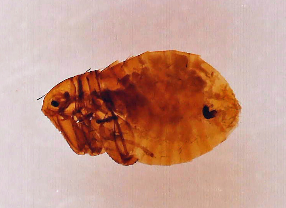 Plague Flea - Xenopsylla cheopis Description: Female rat flea. The dark squiggle near the end of the abdomen is a spermatheca, which tells us this is a female. Males would have a penis rod instead. Sadly, this girl has lost most of her legs.<br />
<br />
Fleas are definite parasites, and this species is no exception. It is a parasite of rodents and is the primary vector of bubonic plague and murine typhus.<br />
<br />
Fun fact:  Fleas can jump tp to 200 times their own body length.<br />
<br />
*Whole mount microscope slide Geotagged,Oriental rat flea,United States,Xenopsylla,Xenopsylla cheopis,flea,plague flea,rat flea,tropical rat flea