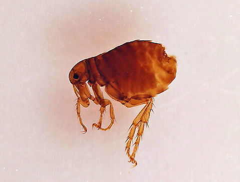 Human Flea (Female) - Pulex irritans She has a tiny dark dot near her rear end, which is a spermatheca, thus distinguishing her from a male. 

Human fleas have a wide arrange of hosts. They suck blood and can transmit the bacterium (Yersinia pestis) that causes plague, a disease that affects humans and other mammals.

*Whole mount microscope slide  Geotagged,Human flea,Pulex,Pulex irritans,United States,flea,house flea