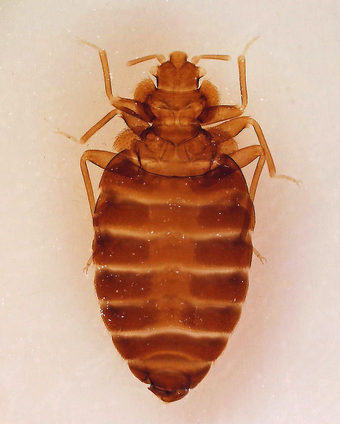 Bed Bug - Cimex lectularius Bedbugs are a nuisance pest. Their primary host is humans and they are not known to transmit disease. Individuals have been found that were infected with MRSA, but the significance of this, if any, is unknown. They suck blood and their bites can cause irritation, allergic reactions, and psychological problems.<br />
<br />
*Whole mount microscope slide Cimex,Cimex lectularius,Geotagged,United States,bed bug,bedbug,cimicosis