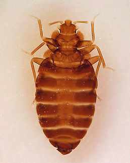 Bed Bug - Cimex lectularius Bedbugs are a nuisance pest. Their primary host is humans and they are not known to transmit disease. Individuals have been found that were infected with MRSA, but the significance of this, if any, is unknown. They suck blood and their bites can cause irritation, allergic reactions, and psychological problems.

*Whole mount microscope slide Cimex,Cimex lectularius,Geotagged,United States,bed bug,bedbug,cimicosis