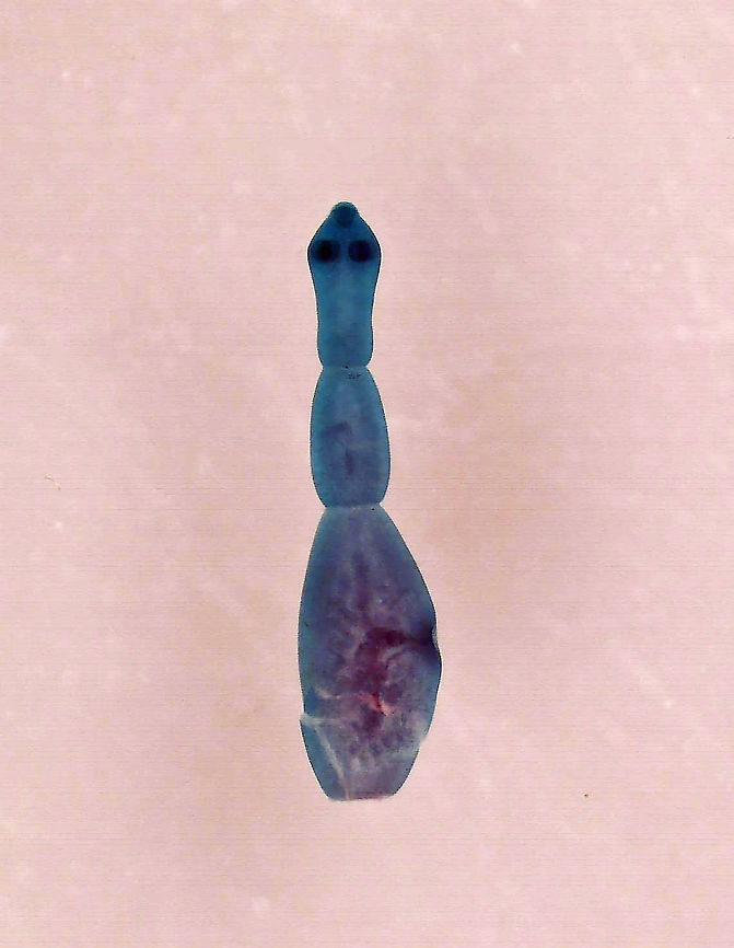 Dog Tapeworm - Echinococcus granulosus Slide shows an adult tapeworm. It's 4 mm long and has 4 proglottids (segments). A gravid tapeworm can contain 823 eggs.<br />
<br />
Dogs are the definitive host. The tapeworms are ingested by dogs and travel to the intestines, where they become attached. It is fairly harmless to a dog, but it can become a serious problem if a human is infected...this can happen when humans have close contact with infected dogs. Human infection can lead to abnormal organ function, spontaneous fracture of bones, and neurological effects.<br />
<br />
*Whole mount microscope slide Echinococcus,Echinococcus granulosus,Geotagged,United States,cestode,dog tapeworm,hydatid worm,hyper tape-worm,tapeworm