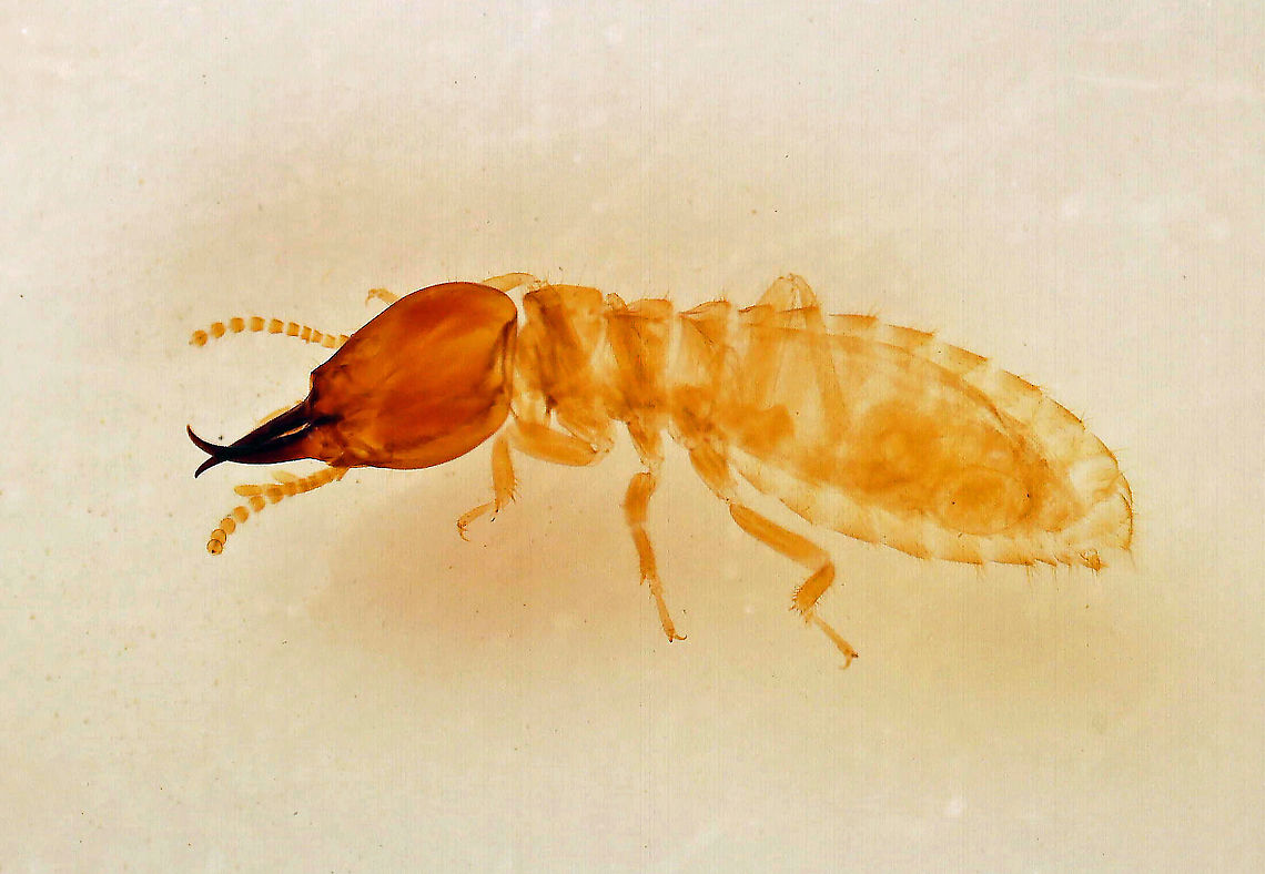 Termite Soldier - Isoptera Termites are eusocial insects with a caste system. Soldiers, as pictured here, have one main function: to defend the nest. Their heads are so altered that many of them can&#039;t even feed themselves, but have to be fed by workers via trophallaxis. Trophallaxis means that the worker regurgitates into the soldier&#039;s mouth (can also be done through the anus in other insects). Food and information via pheromones are passed along in the &#039;vomit&#039;.  <br />
<br />
Termites are ecologically significant and incredibly successful insects. They feed on dead plant material and cellulose, generally in the form of wood, leaf litter, soil, or animal dung. They are crucial recyclers of wood and plant matter.<br />
<br />
Fun fact: Termites produce 3% of all methane emissions on Earth. That equals up to 20 million tons of methane each year that comes out of the rear ends of termites. They fart a lot. But, the good news is that a lot of the methane is filtered by the mounds that they live in! The mounds have methanotrophic bacteria in the walls, which ingest the methane, thus preventing it from polluting the air.<br />
 Blattodea,Dictyoptera,Geotagged,Isoptera,Polyneoptera,United States,eusocial,eusocial insect,termite,termite soldier