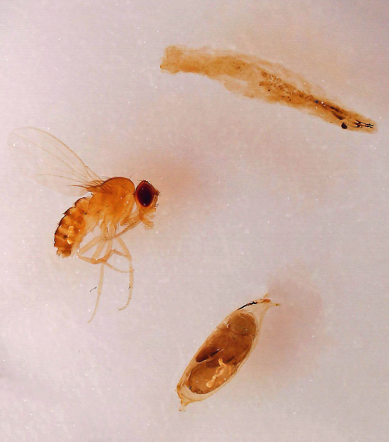Fruit Fly - Drosophila melanogaster Adult is on the left, larva is upper right, and pupa is on the bottom.<br />
<figure class="photo"><a href="https://www.jungledragon.com/image/113103/fruit_fly_pupa_-_drosophila_melanogaster.html" title="Fruit Fly Pupa - Drosophila melanogaster"><img src="https://s3.amazonaws.com/media.jungledragon.com/images/3232/113103_thumb.jpg?AWSAccessKeyId=05GMT0V3GWVNE7GGM1R2&Expires=1769040010&Signature=0l22vFnN5lJL1LVK31Si29lF1XU%3D" width="200" height="158" alt="Fruit Fly Pupa - Drosophila melanogaster *Whole mount slide<br />
https://www.jungledragon.com/image/113102/fruit_fly_-_drosophila_melanogaster.html Drosophila,Drosophila melanogaster,Geotagged,United States,fruit fly pupa,pupa" /></a></figure> Drosophila,Drosophila melanogaster,Geotagged,United States,fly,fruit fly,larva,pupa