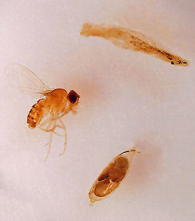 Fruit Fly - Drosophila melanogaster Adult is on the left, larva is upper right, and pupa is on the bottom.
https://www.jungledragon.com/image/113103/fruit_fly_pupa_-_drosophila_melanogaster.html Drosophila,Drosophila melanogaster,Geotagged,United States,fly,fruit fly,larva,pupa