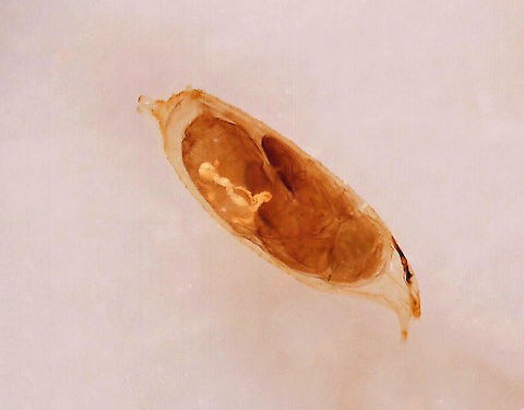 Fruit Fly Pupa - Drosophila melanogaster *Whole mount slide
https://www.jungledragon.com/image/113102/fruit_fly_-_drosophila_melanogaster.html Drosophila,Drosophila melanogaster,Geotagged,United States,fruit fly pupa,pupa