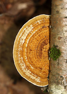 Thin-walled Maze Polypore -  Daedaleopsis confragosa *The ID might be wrong. I get Daedaleopsis confragosa confused with  Daedalea quercina.

Habitat: Birch; mixed forest
https://www.jungledragon.com/image/113109/thin-walled_maze_polypore_-_daedaleopsis_confragosa.html Daedaleopsis,Daedaleopsis confragosa,Geotagged,Summer,Thin walled maze polypore,United States,polypore