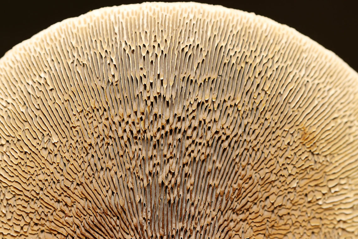 Thin-walled Maze Polypore - Daedaleopsis confragosa *The ID might be wrong. I get Daedaleopsis confragosa confused with Daedalea quercina.<br />
<br />
Habitat: Birch; mixed forest<br />
<figure class="photo"><a href="https://www.jungledragon.com/image/113108/thin-walled_maze_polypore_-_daedaleopsis_confragosa.html" title="Thin-walled Maze Polypore -  Daedaleopsis confragosa"><img src="https://s3.amazonaws.com/media.jungledragon.com/images/3232/113108_thumb.jpg?AWSAccessKeyId=05GMT0V3GWVNE7GGM1R2&Expires=1767225610&Signature=049Lc8noSA4xLM4x6v5u3fQbibo%3D" width="110" height="152" alt="Thin-walled Maze Polypore -  Daedaleopsis confragosa *The ID might be wrong. I get Daedaleopsis confragosa confused with  Daedalea quercina.<br />
<br />
Habitat: Birch; mixed forest<br />
https://www.jungledragon.com/image/113109/thin-walled_maze_polypore_-_daedaleopsis_confragosa.html Daedaleopsis,Daedaleopsis confragosa,Geotagged,Summer,Thin walled maze polypore,United States,polypore" /></a></figure> Daedaleopsis confragosa,Geotagged,Summer,Thin walled maze polypore,United States