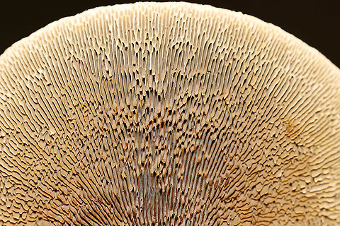 Thin-walled Maze Polypore - Daedaleopsis confragosa *The ID might be wrong. I get Daedaleopsis confragosa confused with Daedalea quercina.

Habitat: Birch; mixed forest
https://www.jungledragon.com/image/113108/thin-walled_maze_polypore_-_daedaleopsis_confragosa.html Daedaleopsis confragosa,Geotagged,Summer,Thin walled maze polypore,United States