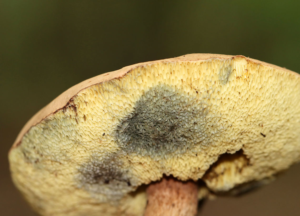 Mushroom - Boletales, Maybe Tylopilus sp.? Spongy, pale pores that bruised blue; thick, sturdy stipe; smooth, tan cap<br />
<br />
Habitat: Growing on the ground; mixed forest<br />
<figure class="photo"><a href="https://www.jungledragon.com/image/113112/mushroom_-_boletales_maybe_tylopilus_sp.html" title="Mushroom - Boletales, Maybe Tylopilus sp.?"><img src="https://s3.amazonaws.com/media.jungledragon.com/images/3232/113112_thumb.jpg?AWSAccessKeyId=05GMT0V3GWVNE7GGM1R2&Expires=1769040010&Signature=u6g8YDCelz5fC2vzma%2BNvSPRQZM%3D" width="124" height="152" alt="Mushroom - Boletales, Maybe Tylopilus sp.? Spongy, pale pores that bruised blue; thick, sturdy stipe; smooth, tan cap<br />
<br />
Habitat: Growing on the ground; mixed forest<br />
https://www.jungledragon.com/image/113112/mushroom_-_boletales_maybe_tylopilus_sp.html<br />
https://www.jungledragon.com/image/113110/mushroom_-_boletales_maybe_tylopilus_sp.html<br />
https://www.jungledragon.com/image/113111/mushroom_-_boletales_maybe_tylopilus_sp.html Geotagged,Summer,United States" /></a></figure><br />
<figure class="photo"><a href="https://www.jungledragon.com/image/113110/mushroom_-_boletales_maybe_tylopilus_sp.html" title="Mushroom - Boletales, Maybe Tylopilus sp.?"><img src="https://s3.amazonaws.com/media.jungledragon.com/images/3232/113110_thumb.jpg?AWSAccessKeyId=05GMT0V3GWVNE7GGM1R2&Expires=1769040010&Signature=%2FXtgDEXgUhySHa4w0VLHpNN64hE%3D" width="200" height="146" alt="Mushroom - Boletales, Maybe Tylopilus sp.? Spongy, pale pores that bruised blue; thick, sturdy stipe; smooth, tan cap<br />
<br />
Habitat: Growing on the ground; mixed forest<br />
https://www.jungledragon.com/image/113112/mushroom_-_boletales_maybe_tylopilus_sp.html<br />
https://www.jungledragon.com/image/113110/mushroom_-_boletales_maybe_tylopilus_sp.html<br />
https://www.jungledragon.com/image/113111/mushroom_-_boletales_maybe_tylopilus_sp.html Boletales,Geotagged,Summer,United States,bolete,fungus,mushroom" /></a></figure><br />
<figure class="photo"><a href="https://www.jungledragon.com/image/113111/mushroom_-_boletales_maybe_tylopilus_sp.html" title="Mushroom - Boletales, Maybe Tylopilus sp.?"><img src="https://s3.amazonaws.com/media.jungledragon.com/images/3232/113111_thumb.jpg?AWSAccessKeyId=05GMT0V3GWVNE7GGM1R2&Expires=1769040010&Signature=udKivKr1cZp0Fpfp6KD651Z8Fr0%3D" width="152" height="152" alt="Mushroom - Boletales, Maybe Tylopilus sp.? Spongy, pale pores that bruised blue; thick, sturdy stipe; smooth, tan cap<br />
<br />
Habitat: Growing on the ground; mixed forest<br />
https://www.jungledragon.com/image/113112/mushroom_-_boletales_maybe_tylopilus_sp.html<br />
https://www.jungledragon.com/image/113110/mushroom_-_boletales_maybe_tylopilus_sp.html<br />
https://www.jungledragon.com/image/113111/mushroom_-_boletales_maybe_tylopilus_sp.html Geotagged,Summer,United States" /></a></figure> Boletales,Geotagged,Summer,United States,bolete,fungus,mushroom