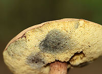 Mushroom - Boletales, Maybe Tylopilus sp.? Spongy, pale pores that bruised blue; thick, sturdy stipe; smooth, tan cap<br />
<br />
Habitat: Growing on the ground; mixed forest<br />
https://www.jungledragon.com/image/113112/mushroom_-_boletales_maybe_tylopilus_sp.html<br />
https://www.jungledragon.com/image/113110/mushroom_-_boletales_maybe_tylopilus_sp.html<br />
https://www.jungledragon.com/image/113111/mushroom_-_boletales_maybe_tylopilus_sp.html Boletales,Geotagged,Summer,United States,bolete,fungus,mushroom