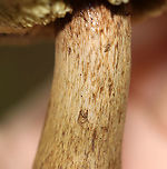 Mushroom - Boletales, Maybe Tylopilus sp.? Spongy, pale pores that bruised blue; thick, sturdy stipe; smooth, tan cap<br />
<br />
Habitat: Growing on the ground; mixed forest<br />
https://www.jungledragon.com/image/113112/mushroom_-_boletales_maybe_tylopilus_sp.html<br />
https://www.jungledragon.com/image/113110/mushroom_-_boletales_maybe_tylopilus_sp.html<br />
https://www.jungledragon.com/image/113111/mushroom_-_boletales_maybe_tylopilus_sp.html Geotagged,Summer,United States
