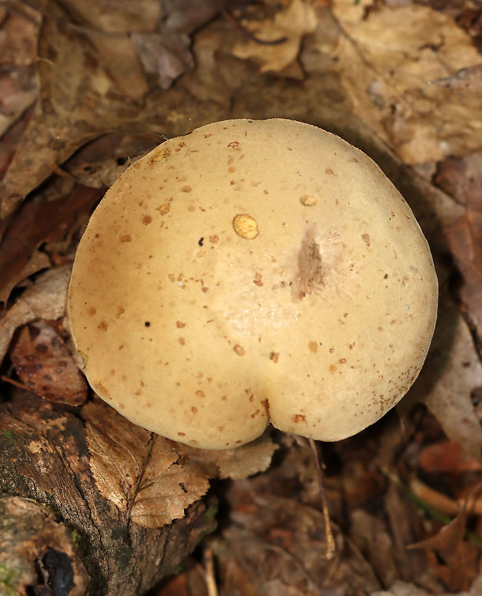 Mushroom - Boletales, Maybe Tylopilus sp.? Spongy, pale pores that bruised blue; thick, sturdy stipe; smooth, tan cap<br />
<br />
Habitat: Growing on the ground; mixed forest<br />
<figure class="photo"><a href="https://www.jungledragon.com/image/113112/mushroom_-_boletales_maybe_tylopilus_sp.html" title="Mushroom - Boletales, Maybe Tylopilus sp.?"><img src="https://s3.amazonaws.com/media.jungledragon.com/images/3232/113112_thumb.jpg?AWSAccessKeyId=05GMT0V3GWVNE7GGM1R2&Expires=1769040010&Signature=u6g8YDCelz5fC2vzma%2BNvSPRQZM%3D" width="124" height="152" alt="Mushroom - Boletales, Maybe Tylopilus sp.? Spongy, pale pores that bruised blue; thick, sturdy stipe; smooth, tan cap<br />
<br />
Habitat: Growing on the ground; mixed forest<br />
https://www.jungledragon.com/image/113112/mushroom_-_boletales_maybe_tylopilus_sp.html<br />
https://www.jungledragon.com/image/113110/mushroom_-_boletales_maybe_tylopilus_sp.html<br />
https://www.jungledragon.com/image/113111/mushroom_-_boletales_maybe_tylopilus_sp.html Geotagged,Summer,United States" /></a></figure><br />
<figure class="photo"><a href="https://www.jungledragon.com/image/113110/mushroom_-_boletales_maybe_tylopilus_sp.html" title="Mushroom - Boletales, Maybe Tylopilus sp.?"><img src="https://s3.amazonaws.com/media.jungledragon.com/images/3232/113110_thumb.jpg?AWSAccessKeyId=05GMT0V3GWVNE7GGM1R2&Expires=1769040010&Signature=%2FXtgDEXgUhySHa4w0VLHpNN64hE%3D" width="200" height="146" alt="Mushroom - Boletales, Maybe Tylopilus sp.? Spongy, pale pores that bruised blue; thick, sturdy stipe; smooth, tan cap<br />
<br />
Habitat: Growing on the ground; mixed forest<br />
https://www.jungledragon.com/image/113112/mushroom_-_boletales_maybe_tylopilus_sp.html<br />
https://www.jungledragon.com/image/113110/mushroom_-_boletales_maybe_tylopilus_sp.html<br />
https://www.jungledragon.com/image/113111/mushroom_-_boletales_maybe_tylopilus_sp.html Boletales,Geotagged,Summer,United States,bolete,fungus,mushroom" /></a></figure><br />
<figure class="photo"><a href="https://www.jungledragon.com/image/113111/mushroom_-_boletales_maybe_tylopilus_sp.html" title="Mushroom - Boletales, Maybe Tylopilus sp.?"><img src="https://s3.amazonaws.com/media.jungledragon.com/images/3232/113111_thumb.jpg?AWSAccessKeyId=05GMT0V3GWVNE7GGM1R2&Expires=1769040010&Signature=udKivKr1cZp0Fpfp6KD651Z8Fr0%3D" width="152" height="152" alt="Mushroom - Boletales, Maybe Tylopilus sp.? Spongy, pale pores that bruised blue; thick, sturdy stipe; smooth, tan cap<br />
<br />
Habitat: Growing on the ground; mixed forest<br />
https://www.jungledragon.com/image/113112/mushroom_-_boletales_maybe_tylopilus_sp.html<br />
https://www.jungledragon.com/image/113110/mushroom_-_boletales_maybe_tylopilus_sp.html<br />
https://www.jungledragon.com/image/113111/mushroom_-_boletales_maybe_tylopilus_sp.html Geotagged,Summer,United States" /></a></figure> Geotagged,Summer,United States