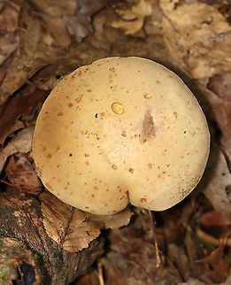 Mushroom - Boletales, Maybe Tylopilus sp.? Spongy, pale pores that bruised blue; thick, sturdy stipe; smooth, tan cap

Habitat: Growing on the ground; mixed forest
https://www.jungledragon.com/image/113112/mushroom_-_boletales_maybe_tylopilus_sp.html
https://www.jungledragon.com/image/113110/mushroom_-_boletales_maybe_tylopilus_sp.html
https://www.jungledragon.com/image/113111/mushroom_-_boletales_maybe_tylopilus_sp.html Geotagged,Summer,United States