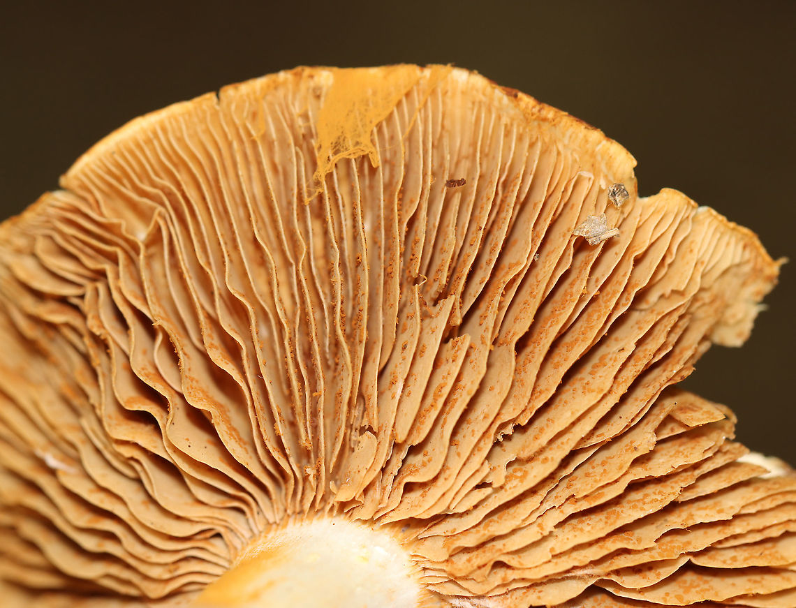 Mushroom - Cortinarius sp. There were a few growing in a cluster. The ones on the bottom were partly covered in orange spores.<br />
<br />
Habitat: Mixed forest<br />
<figure class="photo"><a href="https://www.jungledragon.com/image/113113/mushroom_-_cortinarius_sp.html" title="Mushroom - Cortinarius sp."><img src="https://s3.amazonaws.com/media.jungledragon.com/images/3232/113113_thumb.jpg?AWSAccessKeyId=05GMT0V3GWVNE7GGM1R2&Expires=1769040010&Signature=hMxneKp6KVztFArA6sGHl42Gazo%3D" width="200" height="154" alt="Mushroom - Cortinarius sp. There were a few growing in a cluster. The ones on the bottom were partly covered in orange spores.<br />
<br />
Habitat: Mixed forest<br />
https://www.jungledragon.com/image/113113/mushroom_-_cortinarius_sp.html<br />
https://www.jungledragon.com/image/113115/mushroom_-_cortinarius_sp.html<br />
https://www.jungledragon.com/image/113114/mushroom_-_cortinarius_sp.html Cortinarius,Geotagged,Summer,United States,fungus,mushroom" /></a></figure><br />
<figure class="photo"><a href="https://www.jungledragon.com/image/113115/mushroom_-_cortinarius_sp.html" title="Mushroom - Cortinarius sp."><img src="https://s3.amazonaws.com/media.jungledragon.com/images/3232/113115_thumb.jpg?AWSAccessKeyId=05GMT0V3GWVNE7GGM1R2&Expires=1769040010&Signature=tneKAL9tcqwFnVns7ip%2BwBs5Y%2Fg%3D" width="200" height="148" alt="Mushroom - Cortinarius sp. There were a few growing in a cluster. The ones on the bottom were partly covered in orange spores.<br />
<br />
Habitat: Mixed forest<br />
https://www.jungledragon.com/image/113113/mushroom_-_cortinarius_sp.html<br />
https://www.jungledragon.com/image/113115/mushroom_-_cortinarius_sp.html<br />
https://www.jungledragon.com/image/113114/mushroom_-_cortinarius_sp.html Geotagged,Summer,United States" /></a></figure><br />
<figure class="photo"><a href="https://www.jungledragon.com/image/113114/mushroom_-_cortinarius_sp.html" title="Mushroom - Cortinarius sp."><img src="https://s3.amazonaws.com/media.jungledragon.com/images/3232/113114_thumb.jpg?AWSAccessKeyId=05GMT0V3GWVNE7GGM1R2&Expires=1769040010&Signature=OCe2IEXgKzCczpux0RleQB4gk1M%3D" width="200" height="168" alt="Mushroom - Cortinarius sp. There were a few growing in a cluster. The ones on the bottom were partly covered in orange spores.<br />
<br />
Habitat: Mixed forest<br />
https://www.jungledragon.com/image/113113/mushroom_-_cortinarius_sp.html<br />
https://www.jungledragon.com/image/113115/mushroom_-_cortinarius_sp.html<br />
https://www.jungledragon.com/image/113114/mushroom_-_cortinarius_sp.html Geotagged,Summer,United States" /></a></figure> Cortinarius,Geotagged,Summer,United States,fungus,mushroom