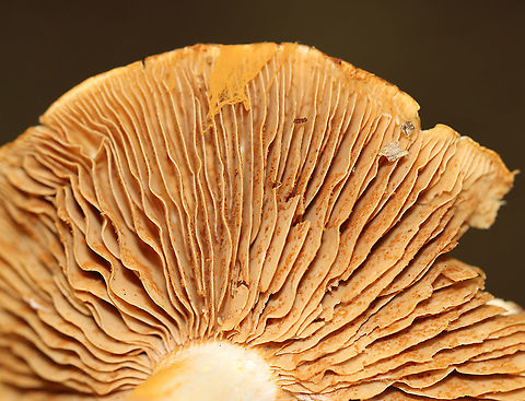 Mushroom - Cortinarius sp. There were a few growing in a cluster. The ones on the bottom were partly covered in orange spores.

Habitat: Mixed forest
https://www.jungledragon.com/image/113113/mushroom_-_cortinarius_sp.html
https://www.jungledragon.com/image/113115/mushroom_-_cortinarius_sp.html
https://www.jungledragon.com/image/113114/mushroom_-_cortinarius_sp.html Cortinarius,Geotagged,Summer,United States,fungus,mushroom