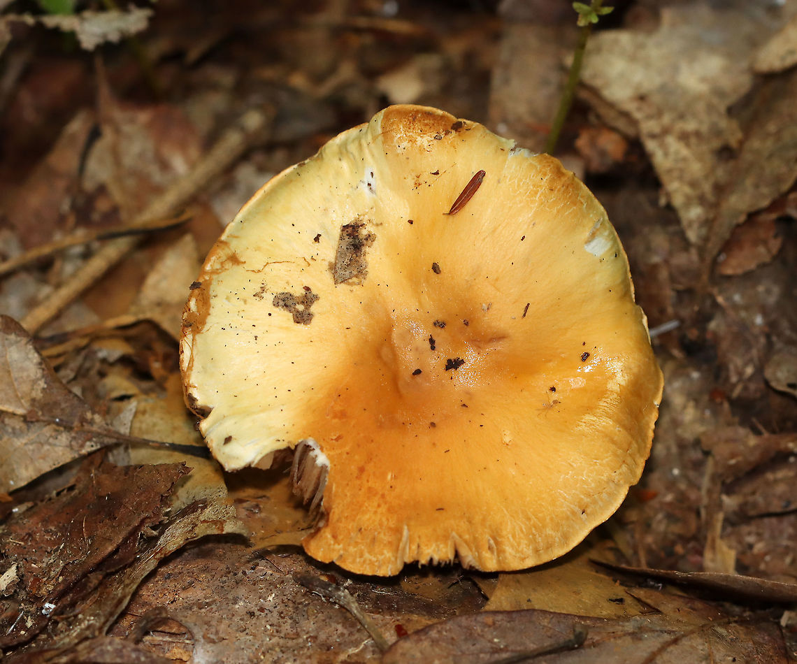 Mushroom - Cortinarius sp. There were a few growing in a cluster. The ones on the bottom were partly covered in orange spores.<br />
<br />
Habitat: Mixed forest<br />
<figure class="photo"><a href="https://www.jungledragon.com/image/113113/mushroom_-_cortinarius_sp.html" title="Mushroom - Cortinarius sp."><img src="https://s3.amazonaws.com/media.jungledragon.com/images/3232/113113_thumb.jpg?AWSAccessKeyId=05GMT0V3GWVNE7GGM1R2&Expires=1769040010&Signature=hMxneKp6KVztFArA6sGHl42Gazo%3D" width="200" height="154" alt="Mushroom - Cortinarius sp. There were a few growing in a cluster. The ones on the bottom were partly covered in orange spores.<br />
<br />
Habitat: Mixed forest<br />
https://www.jungledragon.com/image/113113/mushroom_-_cortinarius_sp.html<br />
https://www.jungledragon.com/image/113115/mushroom_-_cortinarius_sp.html<br />
https://www.jungledragon.com/image/113114/mushroom_-_cortinarius_sp.html Cortinarius,Geotagged,Summer,United States,fungus,mushroom" /></a></figure><br />
<figure class="photo"><a href="https://www.jungledragon.com/image/113115/mushroom_-_cortinarius_sp.html" title="Mushroom - Cortinarius sp."><img src="https://s3.amazonaws.com/media.jungledragon.com/images/3232/113115_thumb.jpg?AWSAccessKeyId=05GMT0V3GWVNE7GGM1R2&Expires=1769040010&Signature=tneKAL9tcqwFnVns7ip%2BwBs5Y%2Fg%3D" width="200" height="148" alt="Mushroom - Cortinarius sp. There were a few growing in a cluster. The ones on the bottom were partly covered in orange spores.<br />
<br />
Habitat: Mixed forest<br />
https://www.jungledragon.com/image/113113/mushroom_-_cortinarius_sp.html<br />
https://www.jungledragon.com/image/113115/mushroom_-_cortinarius_sp.html<br />
https://www.jungledragon.com/image/113114/mushroom_-_cortinarius_sp.html Geotagged,Summer,United States" /></a></figure><br />
<figure class="photo"><a href="https://www.jungledragon.com/image/113114/mushroom_-_cortinarius_sp.html" title="Mushroom - Cortinarius sp."><img src="https://s3.amazonaws.com/media.jungledragon.com/images/3232/113114_thumb.jpg?AWSAccessKeyId=05GMT0V3GWVNE7GGM1R2&Expires=1769040010&Signature=OCe2IEXgKzCczpux0RleQB4gk1M%3D" width="200" height="168" alt="Mushroom - Cortinarius sp. There were a few growing in a cluster. The ones on the bottom were partly covered in orange spores.<br />
<br />
Habitat: Mixed forest<br />
https://www.jungledragon.com/image/113113/mushroom_-_cortinarius_sp.html<br />
https://www.jungledragon.com/image/113115/mushroom_-_cortinarius_sp.html<br />
https://www.jungledragon.com/image/113114/mushroom_-_cortinarius_sp.html Geotagged,Summer,United States" /></a></figure> Geotagged,Summer,United States