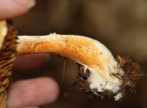 Mushroom - Cortinarius sp. There were a few growing in a cluster. The ones on the bottom were partly covered in orange spores.

Habitat: Mixed forest
https://www.jungledragon.com/image/113113/mushroom_-_cortinarius_sp.html
https://www.jungledragon.com/image/113115/mushroom_-_cortinarius_sp.html
https://www.jungledragon.com/image/113114/mushroom_-_cortinarius_sp.html Geotagged,Summer,United States