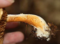 Mushroom - Cortinarius sp. There were a few growing in a cluster. The ones on the bottom were partly covered in orange spores.<br />
<br />
Habitat: Mixed forest<br />
https://www.jungledragon.com/image/113113/mushroom_-_cortinarius_sp.html<br />
https://www.jungledragon.com/image/113115/mushroom_-_cortinarius_sp.html<br />
https://www.jungledragon.com/image/113114/mushroom_-_cortinarius_sp.html Geotagged,Summer,United States