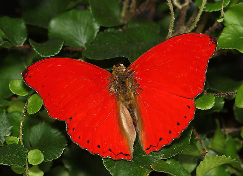 Blood-red Glider - Cymothoe sangaris This butterfly gets its common name from the vibrant red wings (dorsal). 

*Pinned specimen. Native to Central Africa.
https://www.jungledragon.com/image/111969/blood-red_glider_-_cymothoe_sangaris.html Blood-red glider,Cymothoe sangaris,Geotagged,Spring,United States