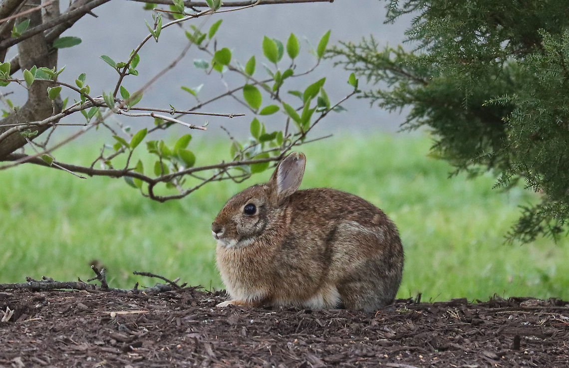Eastern Cottontail - Sylvilagus floridanus We have lots of bunnies in my neighborhood!<br />
<br />
Habitat: Semi-rural Eastern cottontail,Geotagged,Spring,Sylvilagus,Sylvilagus floridanus,United States,bunny,cottontail,rabbit