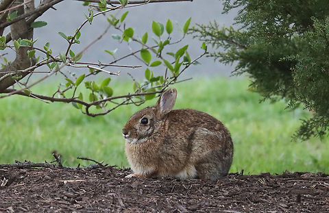 Eastern Cottontail - Sylvilagus floridanus We have lots of bunnies in my neighborhood!

Habitat: Semi-rural Eastern cottontail,Geotagged,Spring,Sylvilagus,Sylvilagus floridanus,United States,bunny,cottontail,rabbit