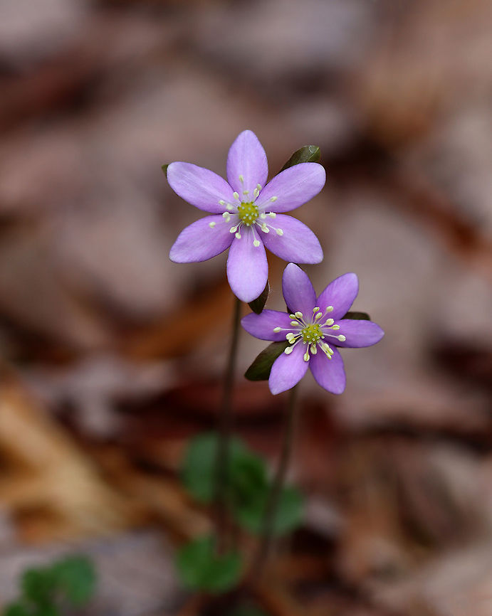 Sharp-lobed Hepatica - Anemone acutiloba An early spring wildflower with lavender/pinkish flowers. It has 3-lobed leaves that survive the winter.<br />
<br />
Habitat: Rocky, mesic forest Anemone,Anemone acutiloba,Geotagged,Sharp-lobed Hepatica,Spring,United States,hepatica