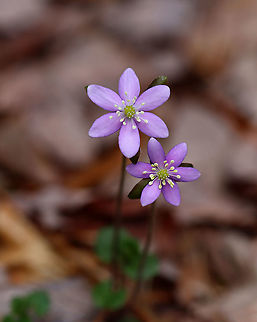 Sharp-lobed Hepatica - Anemone acutiloba An early spring wildflower with lavender/pinkish flowers. It has 3-lobed leaves that survive the winter.

Habitat: Rocky, mesic forest Anemone,Anemone acutiloba,Geotagged,Sharp-lobed Hepatica,Spring,United States,hepatica