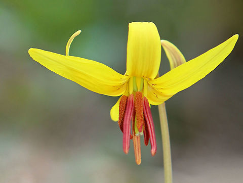 Yellow Trout Lily - Erythronium americanum A pair of brown and green mottled leaves sheath the base of the stalk, which bears a solitary, nodding flower. The flowers are yellow inside and yellow/bronze outside. The petals and sepals are bent backwards, exposing 6 brown stamens. Not all plants will flower - single-leaved, non-flowering plants also occur because they are either too young (Trout Lily doesn't flower for the first 4-7 years of life) or too crowded to flower.

Habitat: Mesic forest
https://www.jungledragon.com/image/113270/yellow_trout_lily_-_erythronium_americanum.html Erythronium americanum,Geotagged,Spring,United States,Yellow trout lily