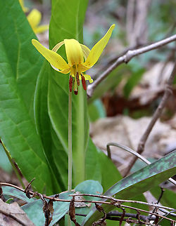 Yellow Trout Lily - Erythronium americanum A pair of brown and green mottled leaves sheath the base of the stalk, which bears a solitary, nodding flower. The flowers are yellow inside and yellow/bronze outside. The petals and sepals are bent backwards, exposing 6 brown stamens. Not all plants will flower - single-leaved, non-flowering plants also occur because they are either too young (Trout Lily doesn't flower for the first 4-7 years of life) or too crowded to flower.

Habitat: Mesic forest
https://www.jungledragon.com/image/113269/yellow_trout_lily_-_erythronium_americanum.html Erythronium,Erythronium americanum,Geotagged,Spring,United States,Yellow trout lily,trout lily