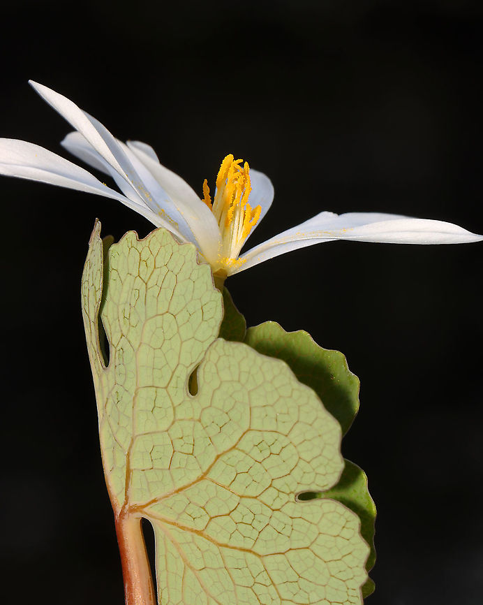 Bloodroot - Sanguinaria canadensis A fragile spring flower that opens in full sunlight and then closes at night. The blood-red root was traditionally used as a dye in addition to many medicinal uses. But, it has toxic properties and is not recommended to be ingested.<br />
<br />
Habitat: Mesic forest Bloodroot,Geotagged,Sanguinaria,Sanguinaria canadensis,Spring,United States